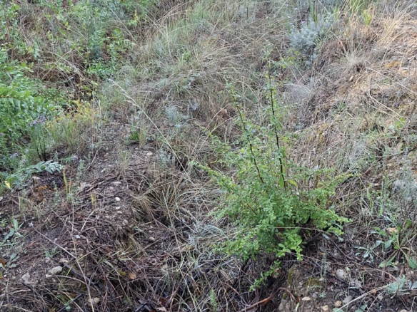 019a3a5ed00bd1d6a55f6268f99b028e